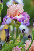 Spring Iris Photograph by Mark Mille Spring Iris Photograph by Mark Mille