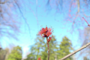 Spring is Here Photograph by Bentley Davis Spring is Here Photograph by Bentley Davis
