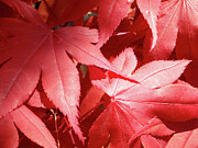 Spring Leaves Photograph by Joseph A Langley