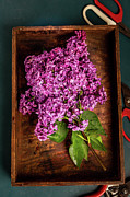 Spring Lilac Blossoms Photograph by Cindy Shebley Spring Lilac Blossoms Photograph by Cindy Shebley