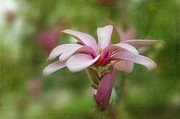 Spring Magnolia 1 Photograph by Jill Love