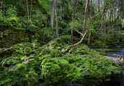 Spring Morning In Clifton Gorge Ohio Photograph by Dan Sproul Spring Morning In Clifton Gorge Ohio Photograph by Dan Sproul