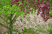 Spring Outburst Photograph by Jill Love