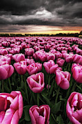 Spring palette Photograph by Jorge Maia