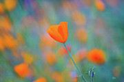 Spring Poppy Photograph by Anthony Michael Bonafede