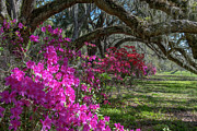 Spring Time Azaleas Blooming at Magnolia Plantation and Gardens in Charleston SC Photograph by Dale Powell Spring Time Azaleas Blooming at Magnolia Plantation and Gardens in Charleston SC Photograph by Dale Powell