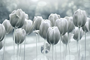 Spring Tulips Shades of Grey  Photograph by Carol Japp