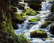 Spring Water in the Smokies Photograph by Theresa D Williams Smoky Mountains