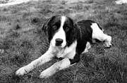 Springer Spaniel Puppy Photograph by Karl Weatherly