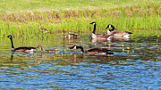 Springtime At The Pond  Photograph by Cathy Kovarik
