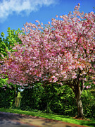 Springtime Cherry Blossom Photograph by Yvonne Johnstone