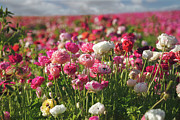 Springtime Delight Photograph by Laurie Search