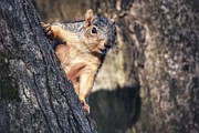 Squirrel in Tree Photograph by Evan Foster