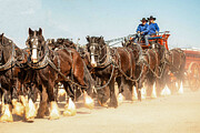 Stagecoach Photograph by Kelly Markus