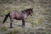 Stallion Photograph by Laura Terriere Stallion Photograph by Laura Terriere