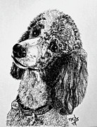 Standard Parti Poodle 1 Drawing by Terri Mills