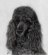 Standard Poodle 2 Drawing by Terri Mills