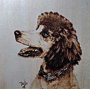 Standard Poodle Puppy Pyrography by Terri Mills