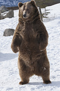 Standing grizzly bear in winter Photograph by Wanderluster