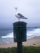 Standing Guard Photograph by JesusFit Art