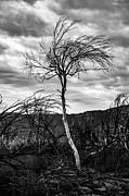 Standing Tall Photograph by KC Hulsman
