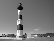Standing Tall Photograph by Stacy Abbott