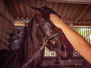 Stanli - Arabian Photograph by Robert Niemeier Stanli - Arabian Photograph by Robert Niemeier