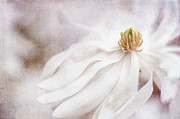 Star Magnolia Dreams 2 Photograph by Jill Love