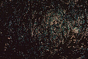 Starlight Photograph by David Jennings