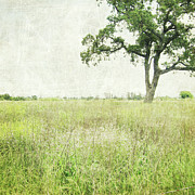 Stay a While Photograph by Lupen Grainne