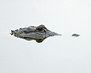 Stealthy Reflections Photograph by Sarah Lilja