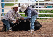 Steer Wresting  Photograph by Kelly Markus