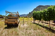 Stellenbosch Vineyard Photograph by Travel Essayist Stellenbosch Vineyard Photograph by Travel Essayist