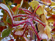 Stems Coated in Ice Photograph by Geno Lee