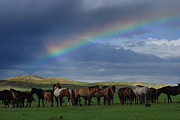 Steppe Peace Photograph by Elbegzaya Lkhagvasuren