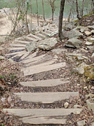 Steps in the Woods Photograph by Cindy's Creative Corner