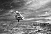 Still Standing Photograph by Alan Norsworthy
