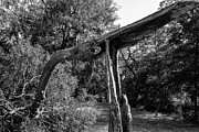 Storm-Damaged Tree in Temple, Texas Photograph by Brigitte Blanchette Thompson