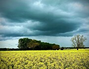 Storm ocer rape field Photograph by Mark Egerton