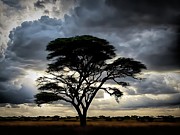 Stormy Acacia Ai Art by AI Digital Stormy Acacia Ai Art by AI Digital