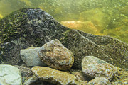 Stream Bottom Photograph by Melissa Southern