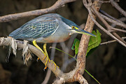 Striated Heron La Macarena Meta Colombia Photograph by Adam Rainoff