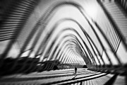 Striped Existence Photograph by Yancho Sabev Art