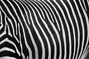 Stripes Photograph by Melissa Southern
