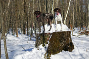 Stumped Dogs Photograph by Brook Burling