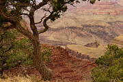 Stunning Tree-Framed View of the Grand Canyon Photograph by Brigitte Blanchette Thompson Stunning Tree-Framed View of the Grand Canyon Photograph by Brigitte Blanchette Thompson