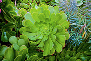 Succulent Garden Photograph by Robert Blandy Jr