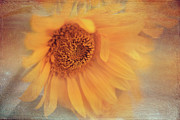 Sunflower Photograph by Magda Bognar