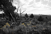 Sulphur Juniper Photograph by Dylan Punke