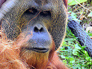 Sumatran Orangutan Photograph by Dawn Steiger